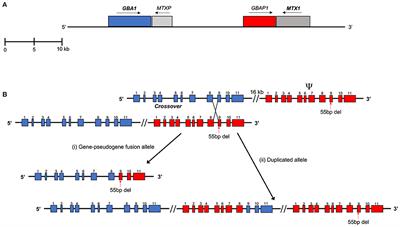 Next-Generation Sequencing Analysis of GBA1: The Challenge of Detecting Complex Recombinant Alleles